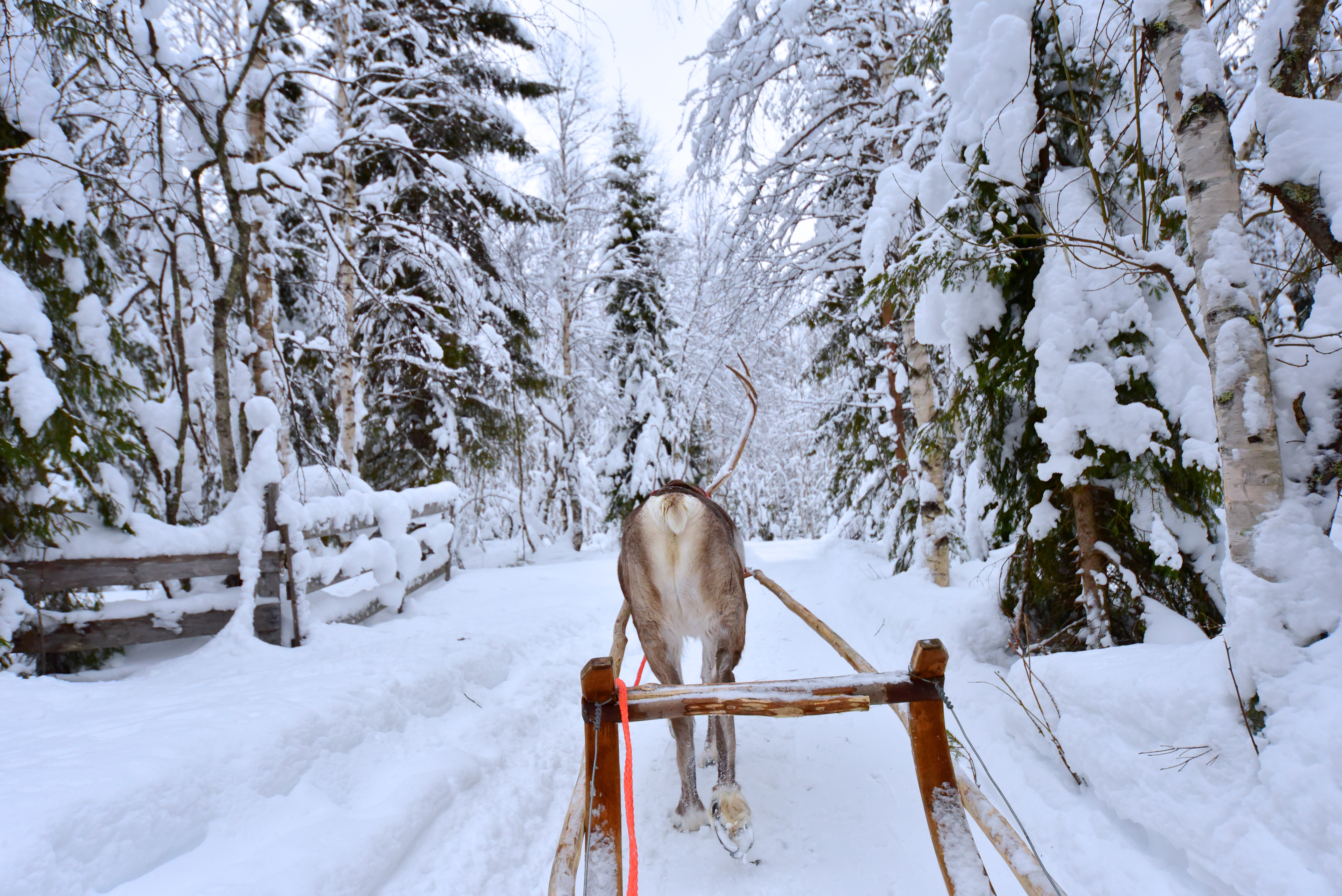 reindeer_sleigh